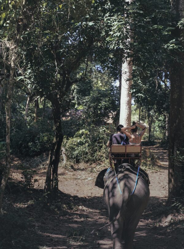 two person riding elephant on forest